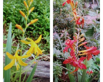 Crocosmia Bulbs, Yellow Crocosmia (George Davison), Red Crocosmia Lucifer, African Sword Lily