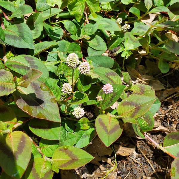 Japanese Ground Cover Etsy