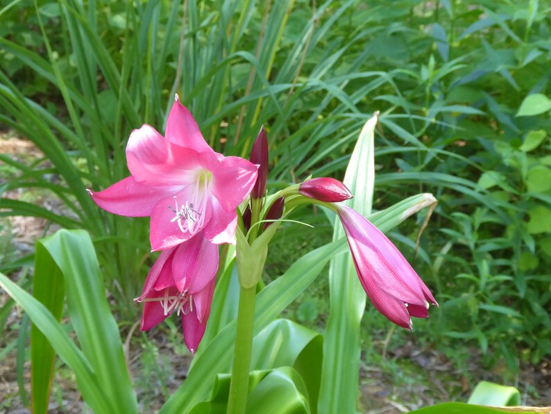 Crinum Lily ellen Bosanquet Heirloom Blooming Size Etsy