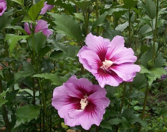 2 Purple Pillar Rose of Sharon live plant,  Pink Rose of Sharon, Rose of Sharon, Rose of Sharon tree, Rose of Sharon Plant, 무궁화