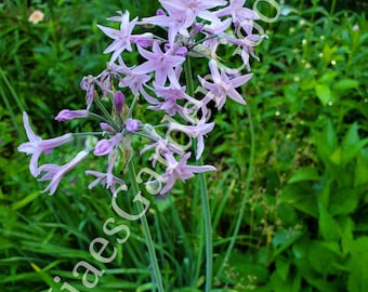 Clump Society Garlic, Ground Cover, Lavender Pink Blooms, Live Society Garlic