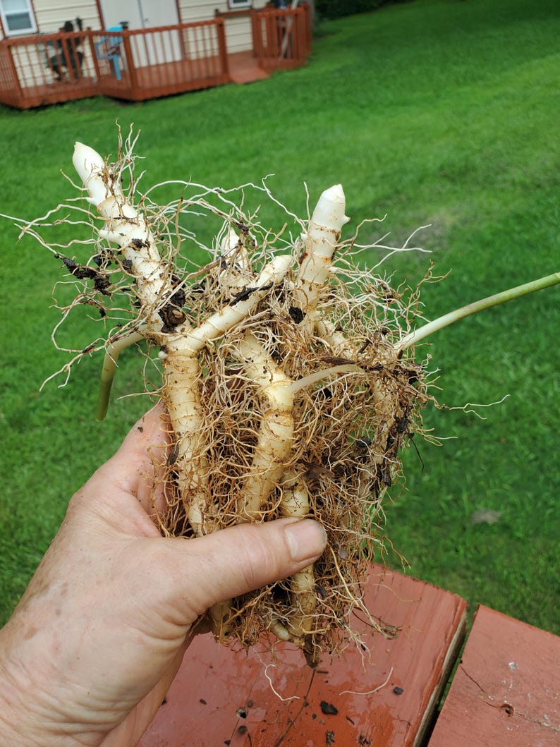 MiaesGardenGoodies Solomon's Seal Bare Roots - Thumbnail 2