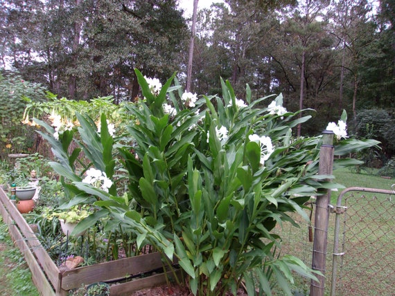 White Ginger Lily Live Root Fragrant Lily Ginger Lily Etsy