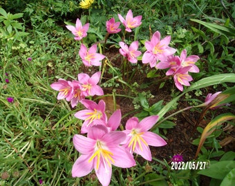 5 Pink Rain Lily bulbs, Rain Lily, Rain Lily Zephyranthes Robustus, Fairy lily, Zephyr flower