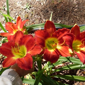Orange/Red Day Lily, Live Day Lily, Red Day Lily, Lily