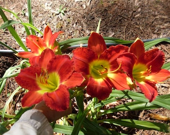 Live Orange-Red Day Lily: Bare Root Perennial Flower