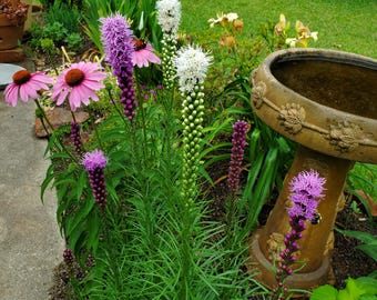 4 mélanges de bulbes de liatris violets et blancs, bulbes de liatris blancs Floristan Weiss, étoile flamboyante, étoile flamboyante dense, liatris spicata, plume gay