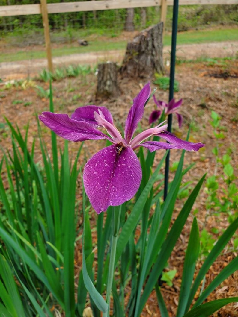 MiaesGardenGoodies Louisiana Iris