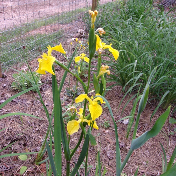 Yellow Flag Rhizomes, Iris Pseudacorus, Louisiana Yellow Flag Iris, Aquatic Plant, Iris