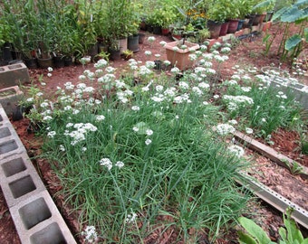 Live Garlic Chives Plant: Edible Herb, Ground Cover - USDA Zone 3-10