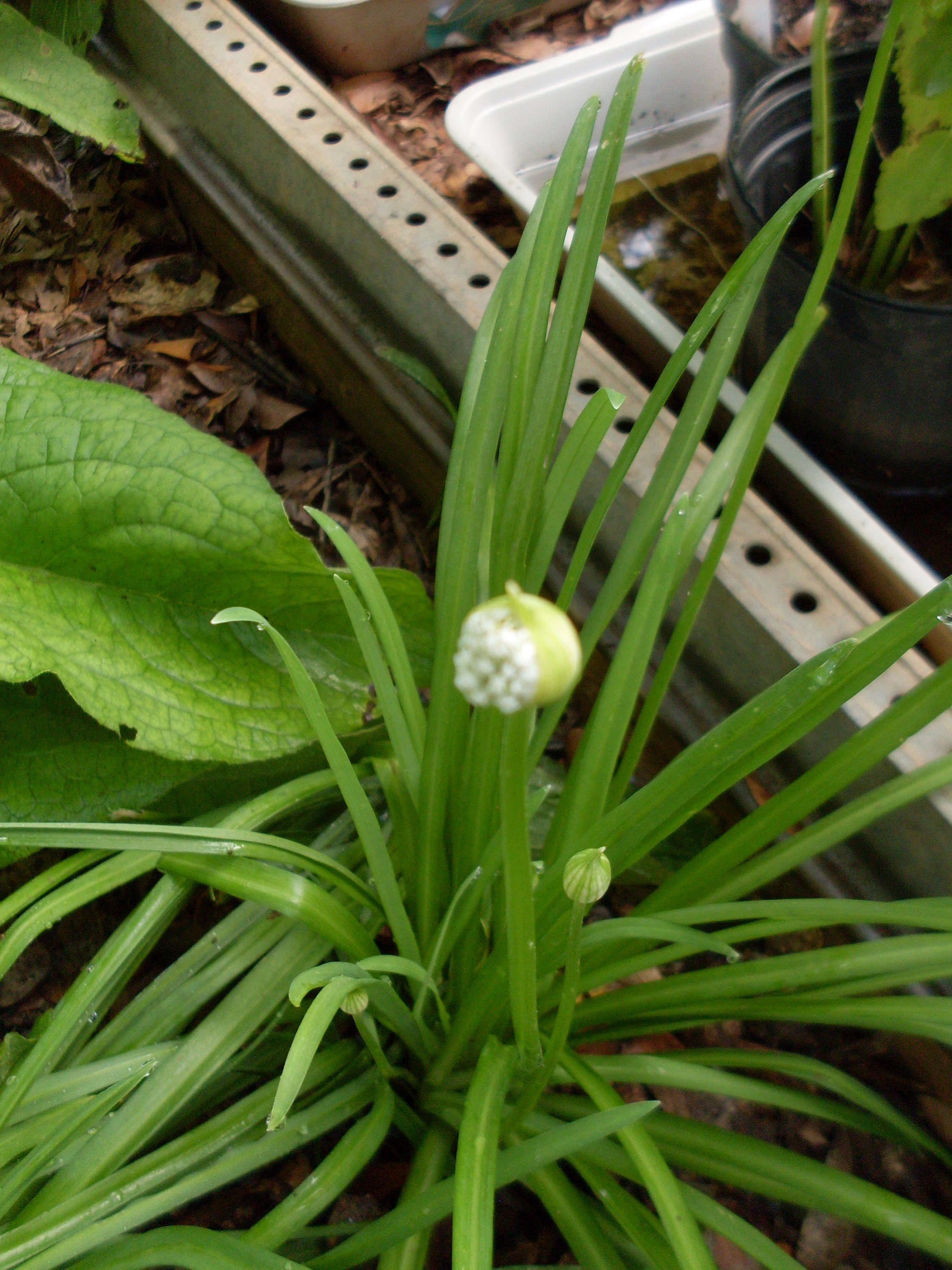 Live Allium Hookeri Plant: Korean Garlic Chives - Edible Ground Cover