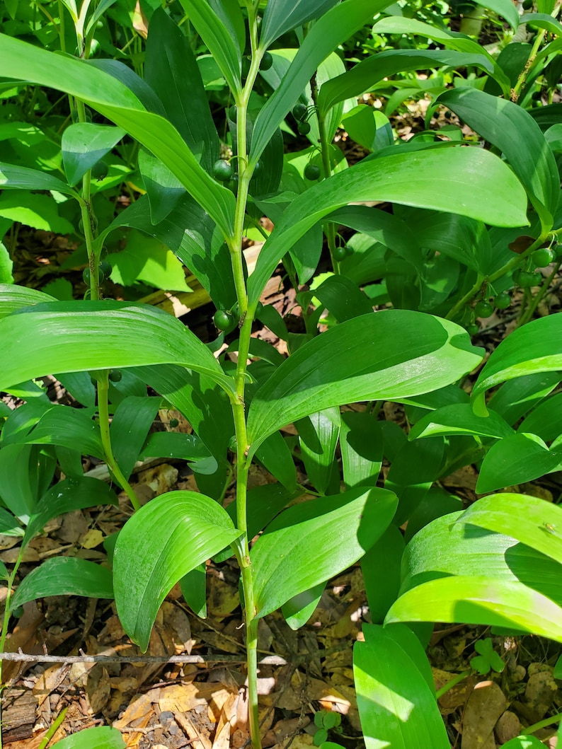 MiaesGardenGoodies Solomon's Seal Bare Roots - Thumbnail 3