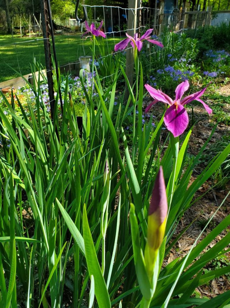 MiaesGardenGoodies Louisiana Iris - Thumbnail 4