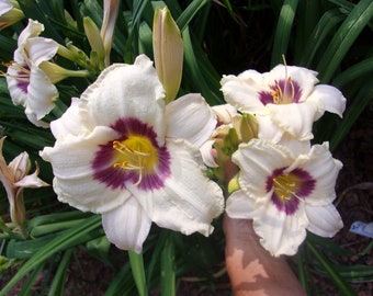 Pandora's Box Day Lily, Day Lily live plant, Day Lily, Day