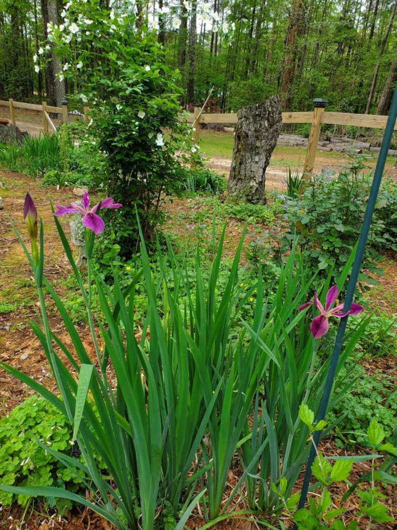 MiaesGardenGoodies Louisiana Iris - Thumbnail 2