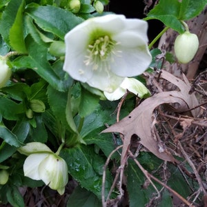 5 small starter Seeding random color live Helleborus Christmas Rose, Christmas Rose plant, Helleborus Mixed color image 9