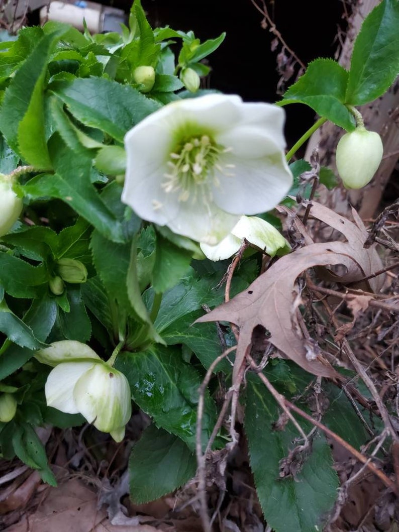 5 small starter Seeding random color live Helleborus Christmas Rose, Christmas Rose plant, Helleborus Mixed color image 9