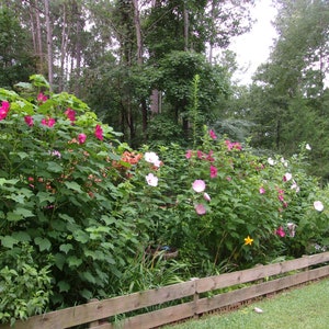 Mixed Hardy Hibiscus Live Bare Roots: Perennial Rose Mallow