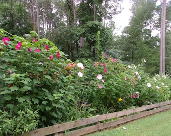 Mixed Hardy Hibiscus Live Plants, Mixed  Hardy hibiscus, Perennial Hibiscus, Rose Mallow, Swamp rosemallow, Hibiscus moscheutos