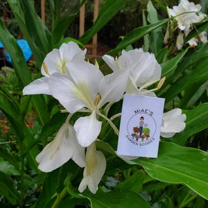 White Ginger Lily Bulb: Fragrant Hedychium Coronarium Rhizome