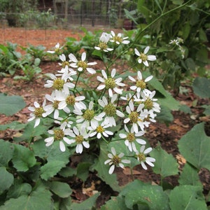 Korean Aster Scaber Starter Plant: Edible Vegetable, Ground Cover