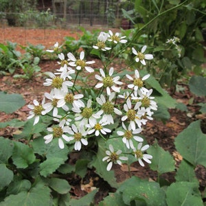 Small starter Korean Aster, Scaber. Edible Korean Aster Scaber, Korean vegetable, 한국 취나물 뿌리, Ground Cover.