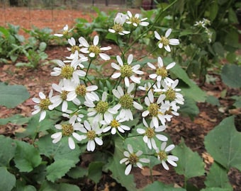 Korean Aster Scaber Starter Plant: Edible Vegetable, Ground Cover