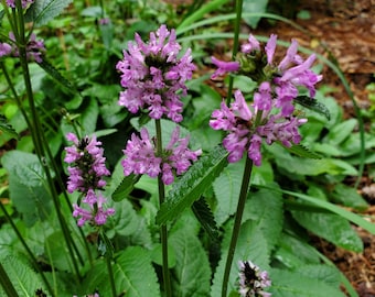 Touffe de plantes vivantes Betony Hummelo, Stachys officinalis, Betony Hummelo