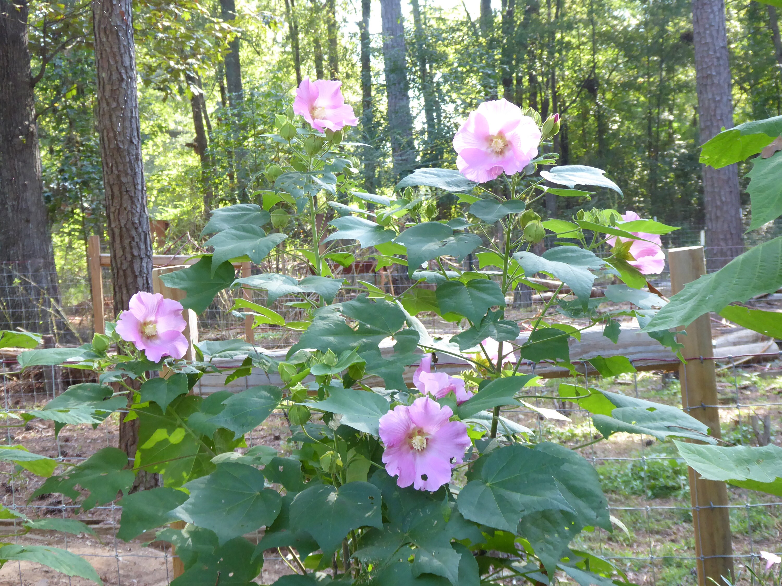 Confederate Rose Pink single petal Confederate Rose Makinoi Etsy