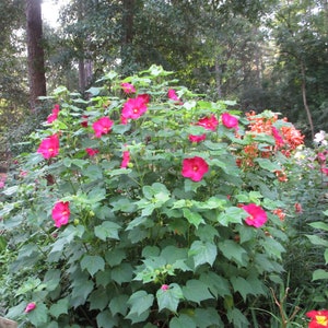 2 Rare Confederate Rose live plant, Magenta Confederate Rose, Confederate Rose, Cotton Rose, Cotton Rose Mallow Hibiscus single