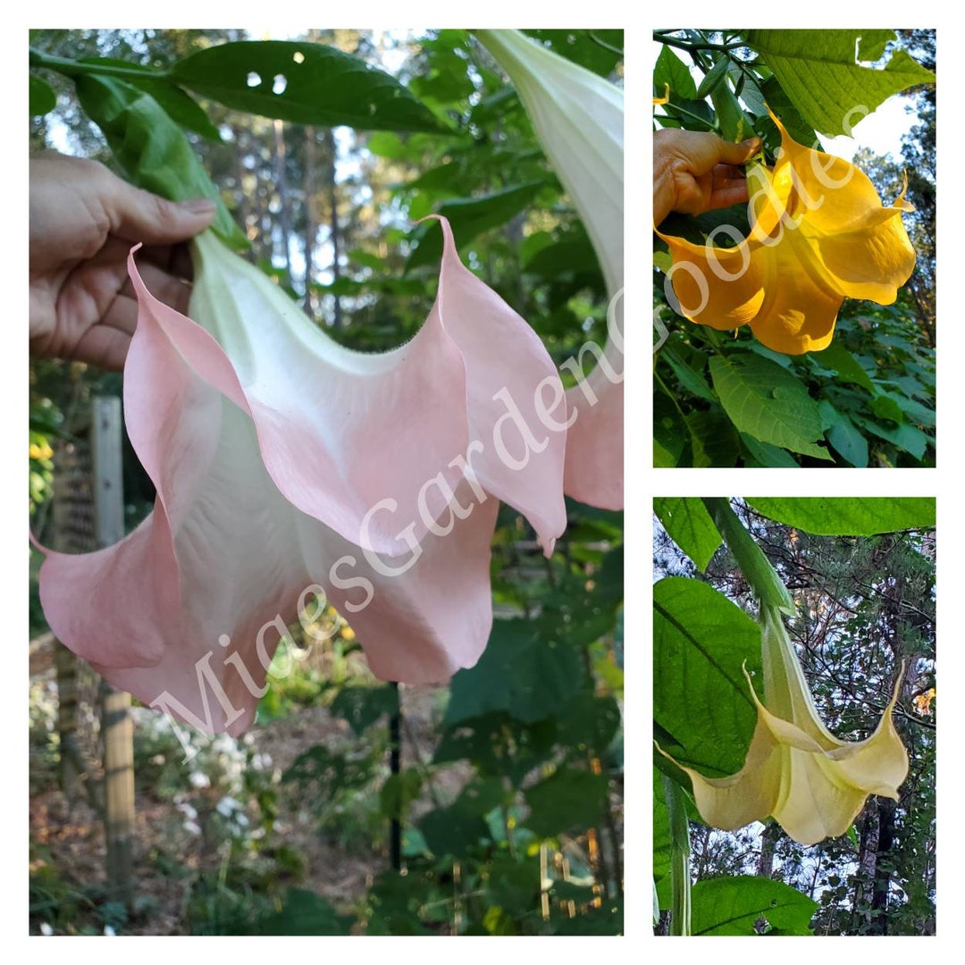 3 Live Random Mystery Colors Angel Trumpet, Pink Angel Trumpet Plant ...