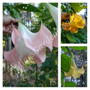 3 Live Angel Trumpet Plants: Random Mystery Colors, Brugmansia