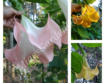3 Live Angel Trumpet Plants: Random Mystery Colors, Brugmansia