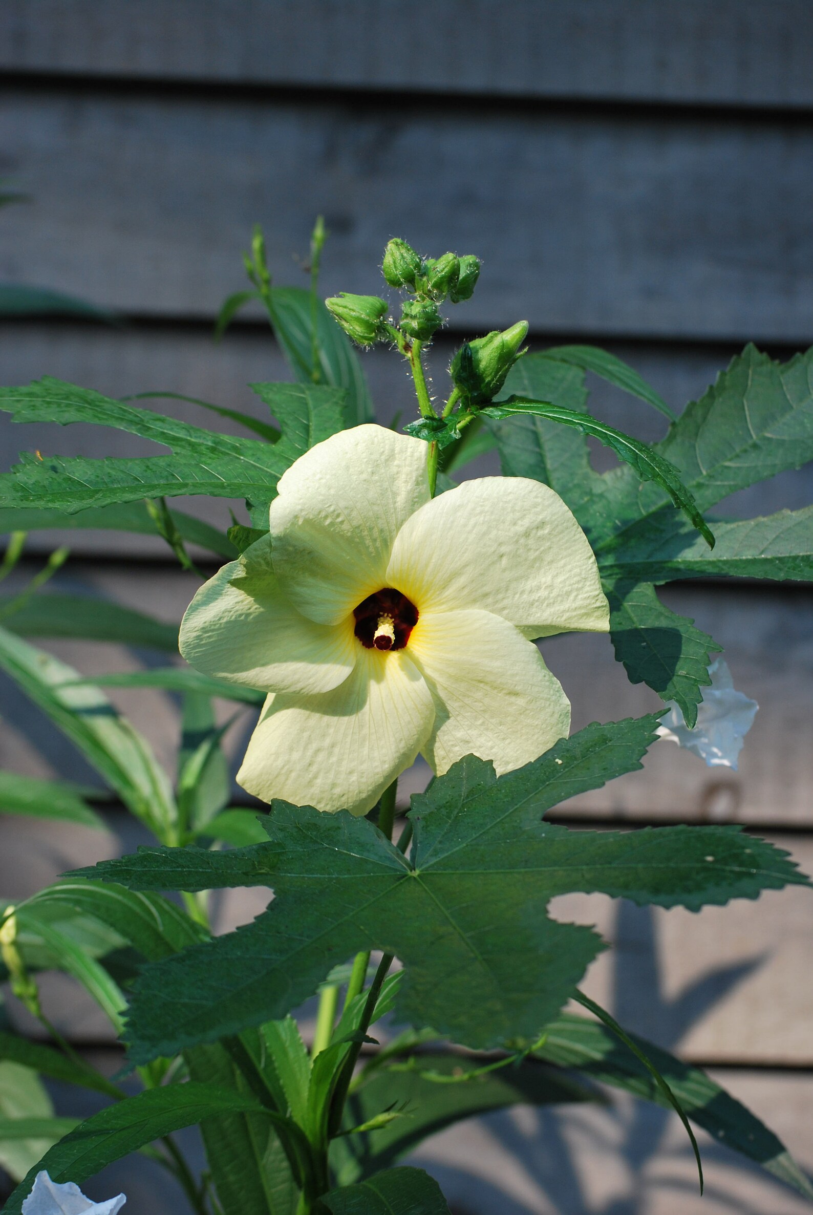 Yellow Hardy Hibiscus 1 Live Plants Yellow Hibiscus Hardy Etsy UK
