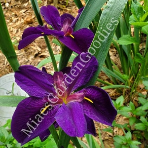 Purple Louisiana Iris Live Plant: Hardy Pond Ground Cover