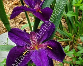 Purple Louisiana Iris live plant,  Louisiana Iris, Black gamecock iris, gamecock iris, Hardy Iris, Iris, Hardy, Ground cover,