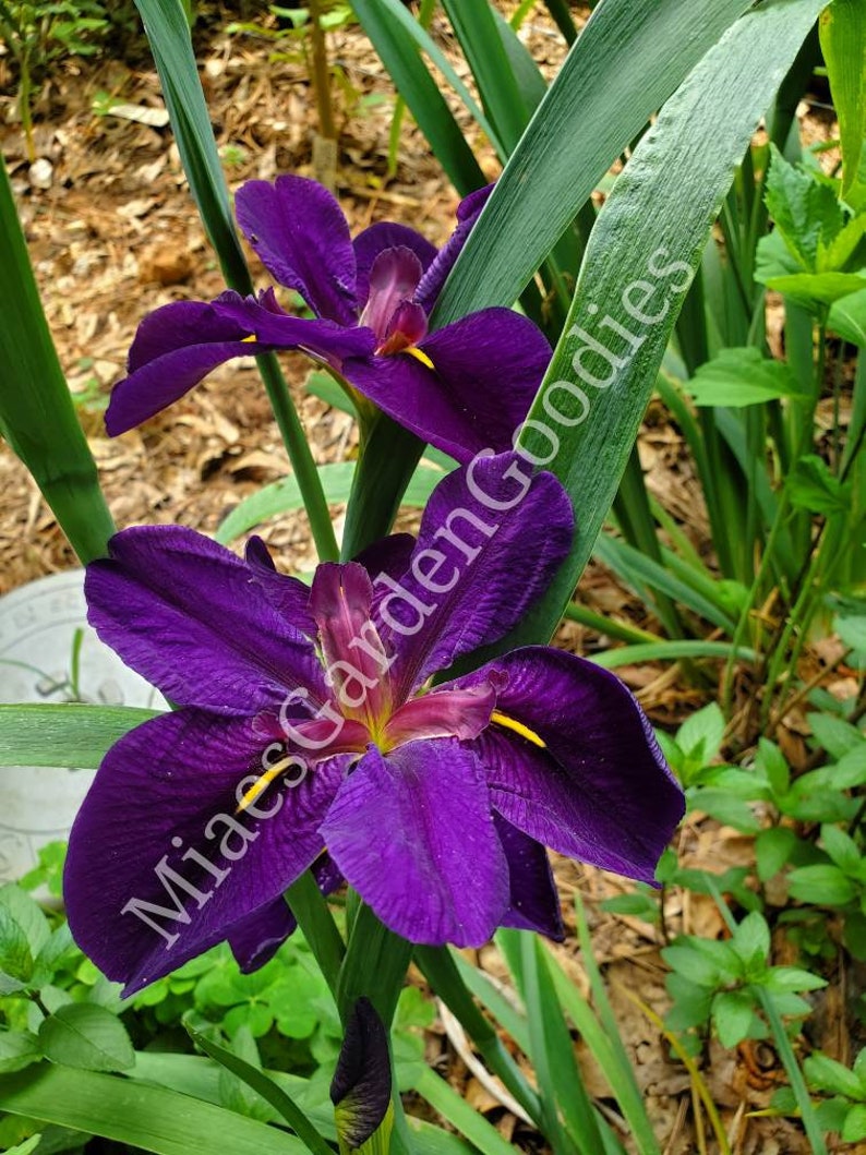 Louisiana Iris Gamecock Live Plant - Thumbnail 2