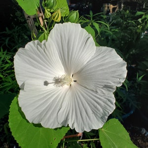 White Hardy Hibiscus, Hardy Hibiscus Live Pink, Rose Mallow, Swamp Mallow, Hibiscus Moscheutos