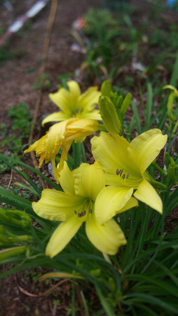 Day 2024 lilies yellow
