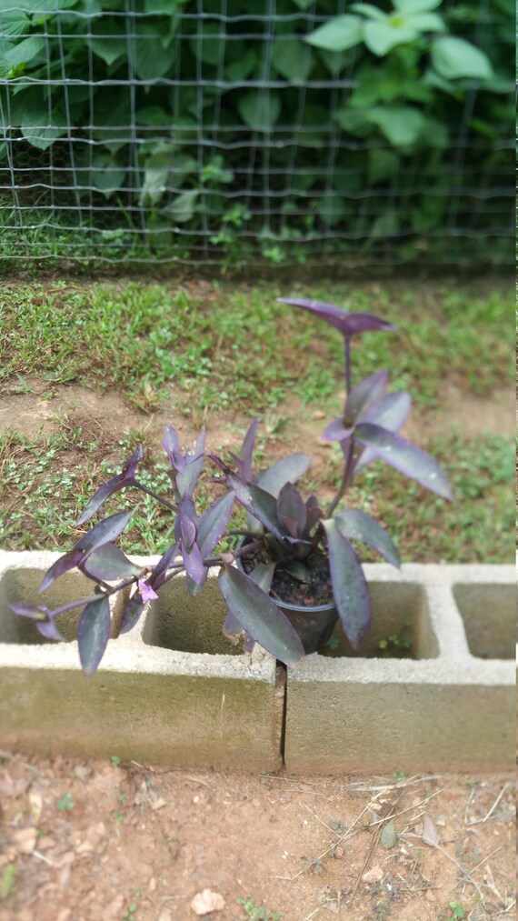 Purple Heart Wandering Jew Plant Wandering Jew Ground