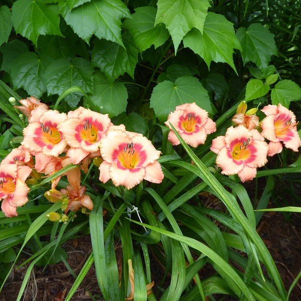 Daylily 1 live plan, Peach color daylily, Multi color daylily, Day lily, Day lily live plant, Day lily plant