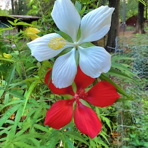 Texas Star Live Hardy Hibiscus,White Texas Star Hibiscus, Red Texas Star Hibiscus, Rose Mallow, Swamp Mallow, Scarlet Rose Mallow