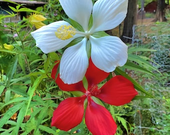 Texas Star Live Hardy Hibiscus,White Texas Star Hibiscus, Red Texas Star Hibiscus, Rose Mallow, Swamp Mallow, Scarlet Rose Mallow