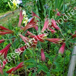 3 Bulbs Alstroemeria, Parrot lily, alstroemeria pulchella, Peruvian lily, lily of the Incas, Ground Cover.