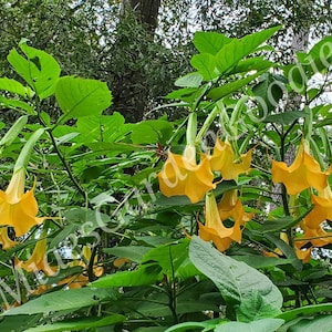 3 Apricot Angel Trumpet live plant, Apricot   Angel Trumpet, Angel Trumpet live plant, Trumpet, Brugmansia, Angels Trumpet plant,