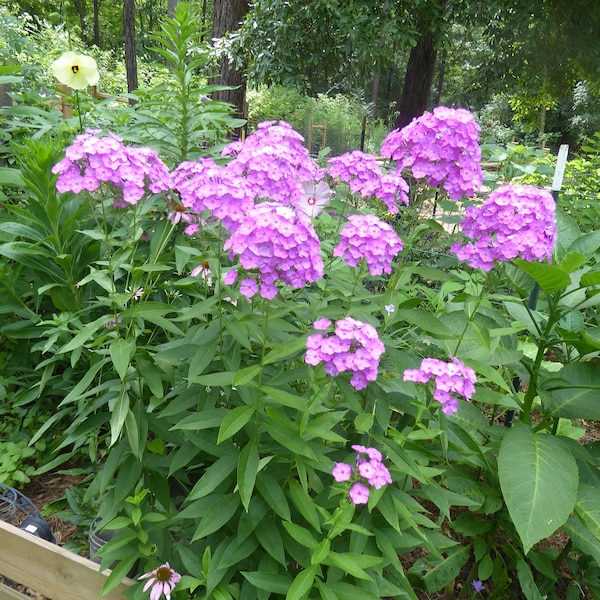 Tall phlox, Pink phlox, Hardy phlox,