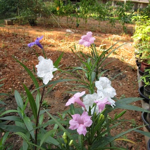 Clump Mexican Petunia Plant: Pink, Purple, and White Ruellia Brittoniana