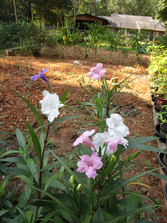 Mexican Petunia 2 Each Color Live Plants 6 Mexican Etsy mexican-petunia-2-each-color-live-plants-6-mexican-etsy