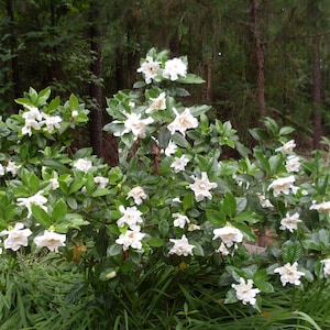 Gardenia plant, Gardenia, Fragrance Gardenia, Gardenia live plant Gardenia plant