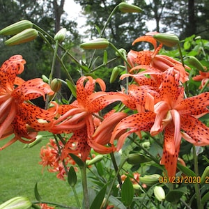 4 Double Tiger Lily Bulbs: Orange Summer Blooms, Zones 3-9